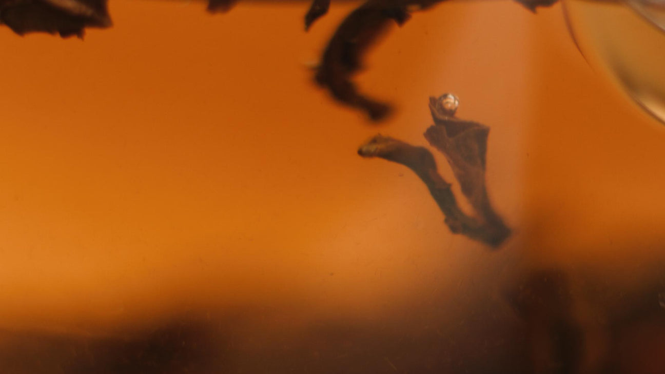 Tee für den Herbst: Wärme, Ruhe & Immunsystem