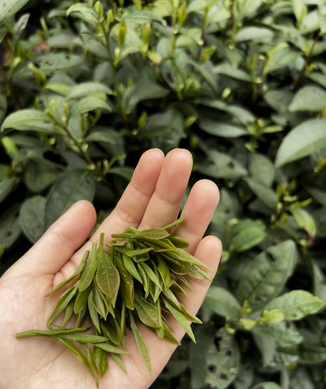 Matcha Wirkung – Was der grüne Tee wirklich kann