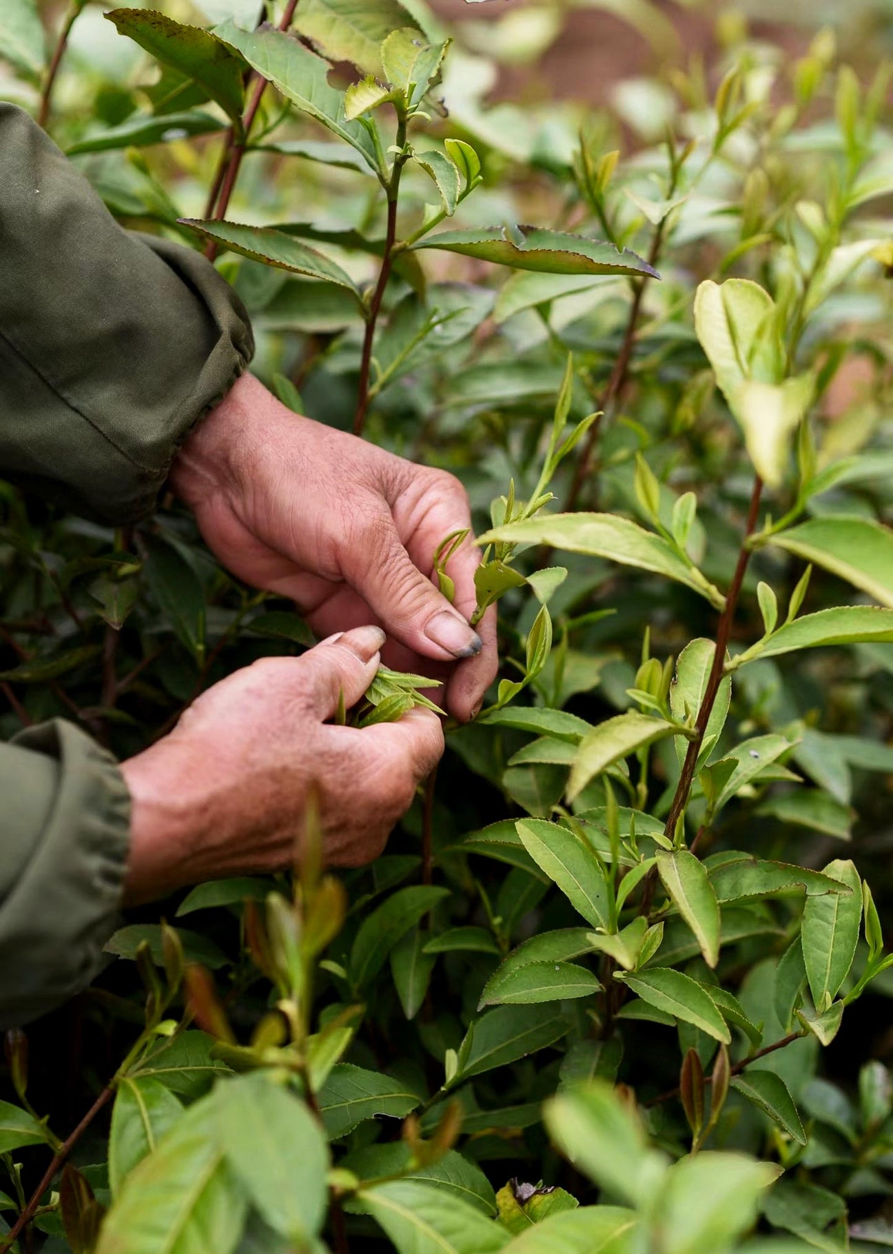 Matcha vs. Grüntee – Unterschiede in Wirkung, Geschmack & Koffein