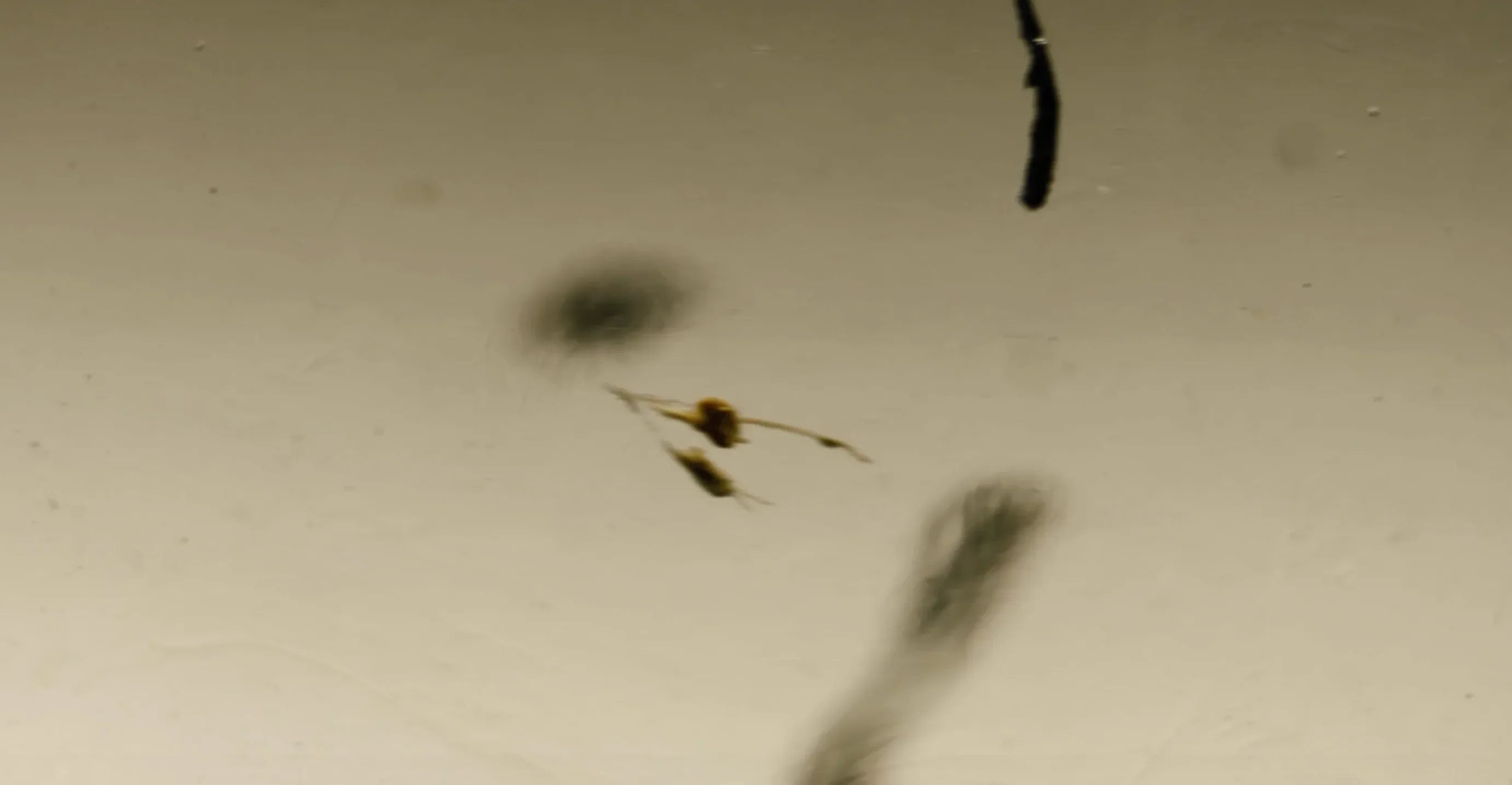 Bildschirmfoto_2025-12-06_um_01.12.15 - Noema