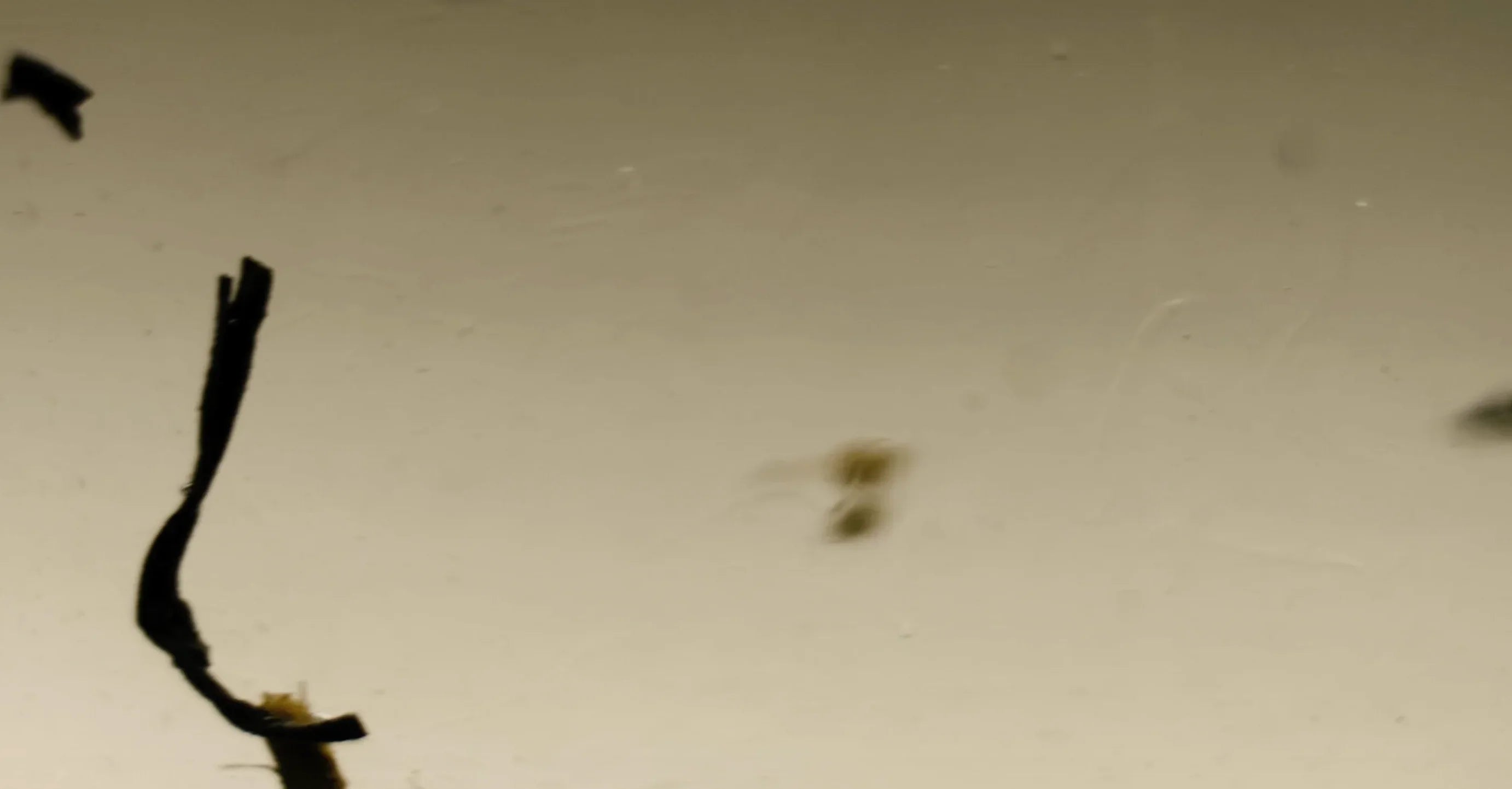 Bildschirmfoto_2025-12-06_um_01.13.33 - Noema