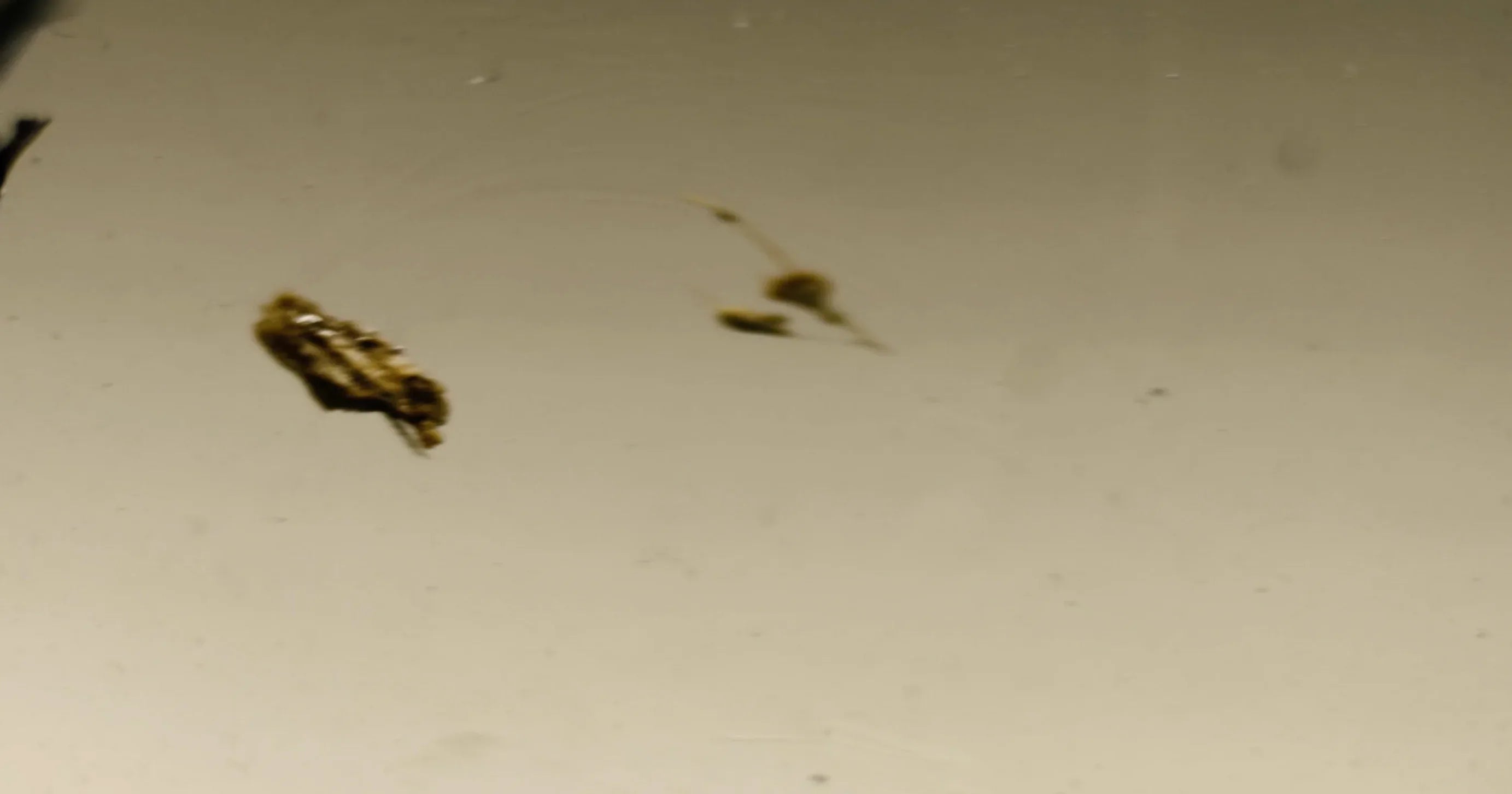 Bildschirmfoto_2025-12-06_um_01.15.23 - Noema