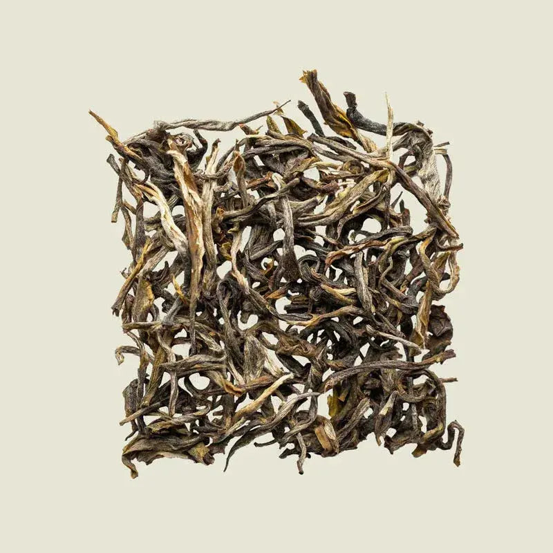 Snow Silent - Noema - Loser Blatttee von oben fotografiert