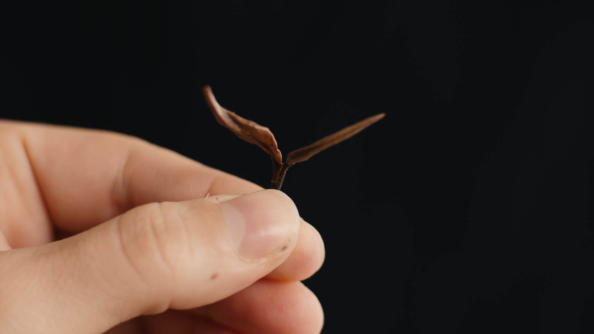 Oriental Beauty Oolong Teeblatt in der Hand