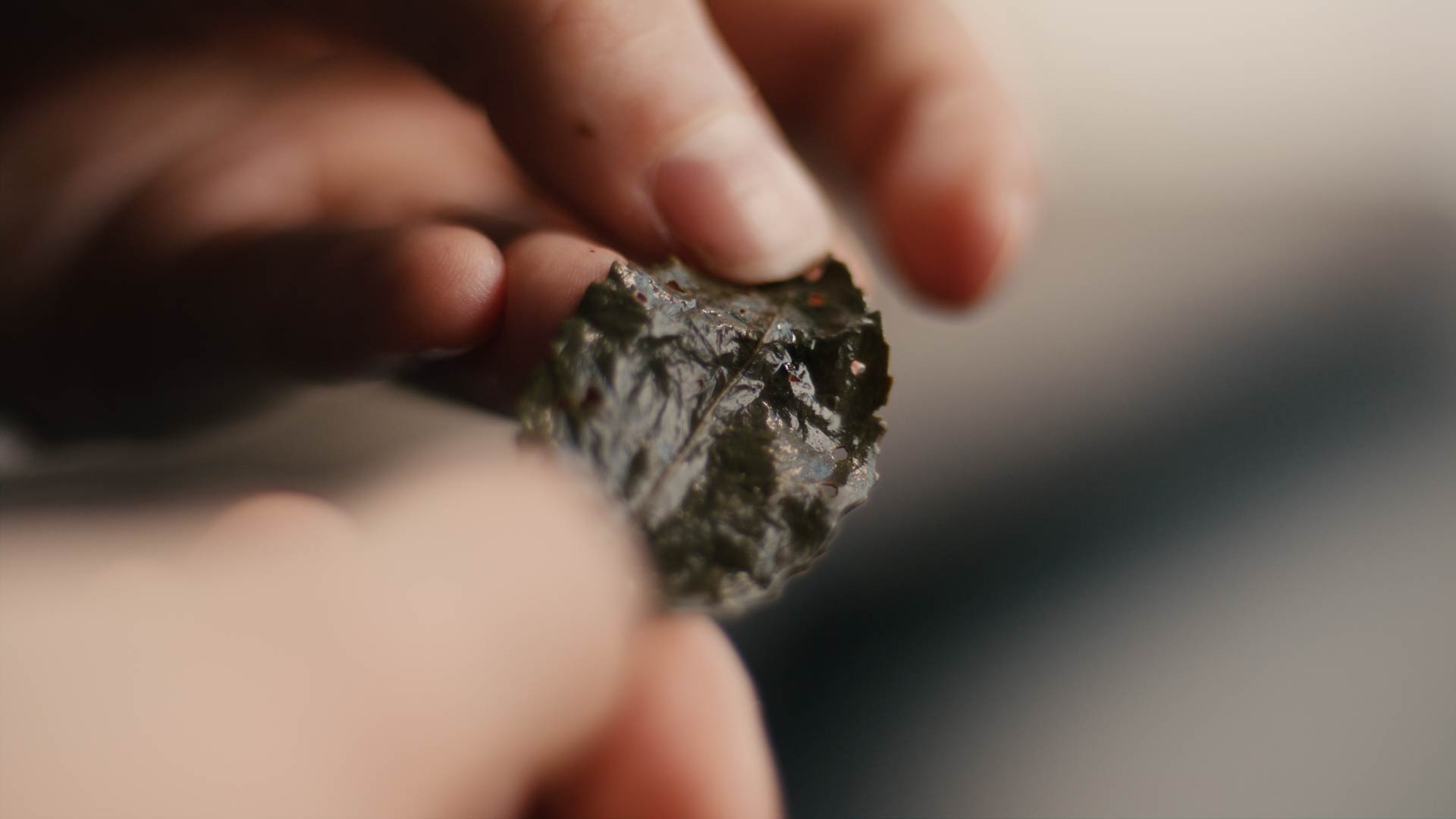 Tie Guan Yin Oolong Teeblatt in der Hand gehalten