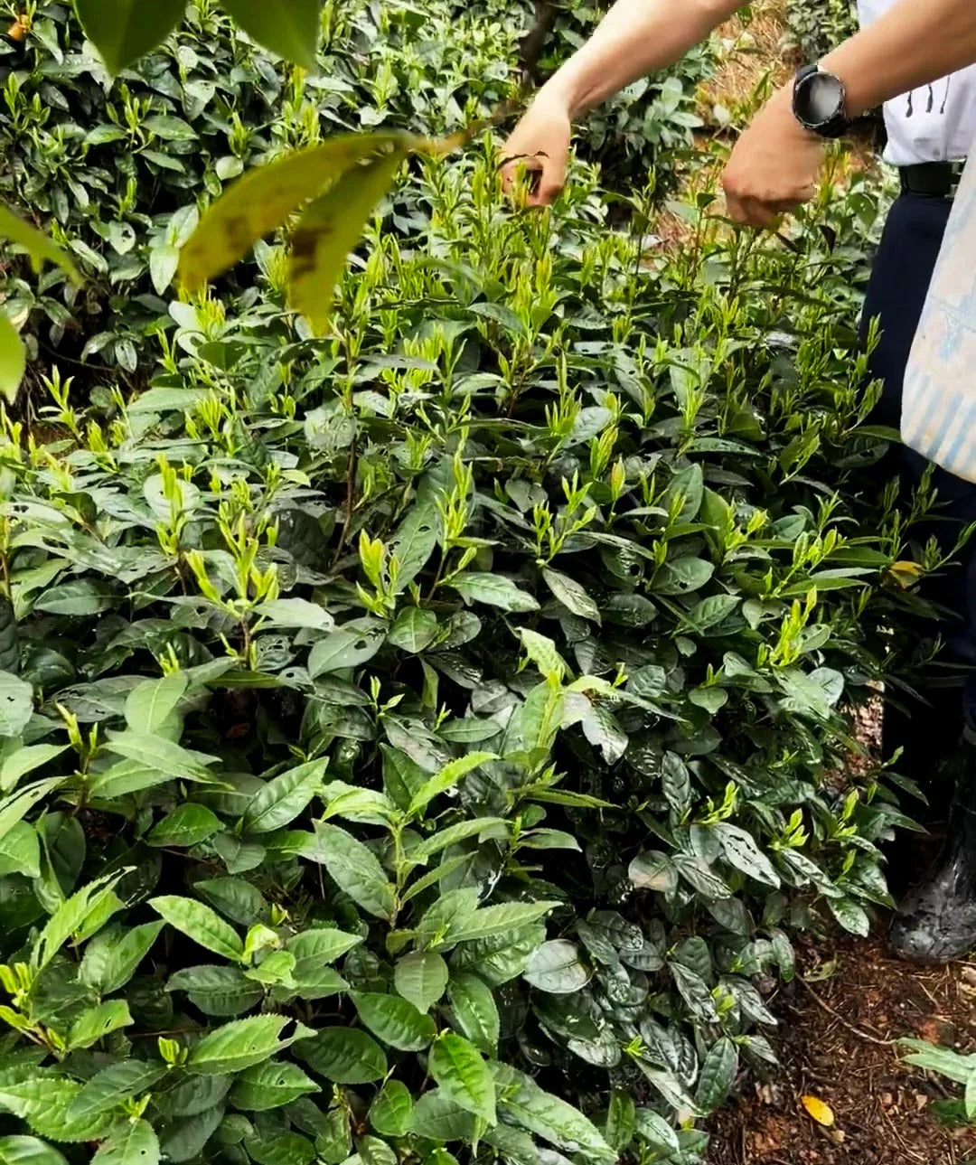 yournoema_gruentee_handpflueckung - Noema