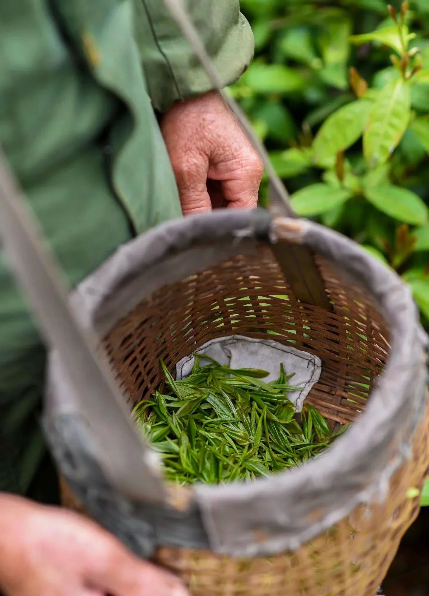 yournoema_teeernte_frau_in_teeplantage - Noema