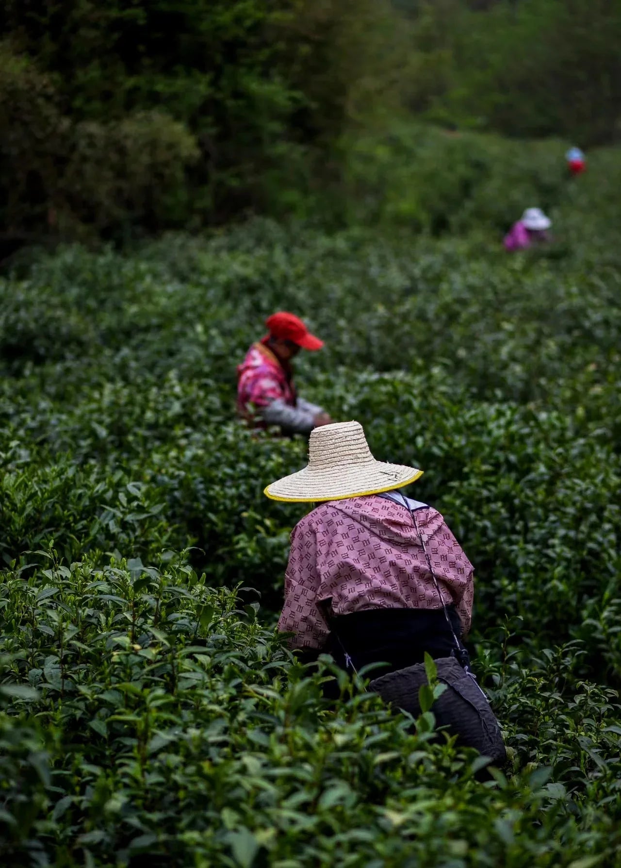yournoema_teeernte_gartenarbeiter_in_bueschen - Noema
