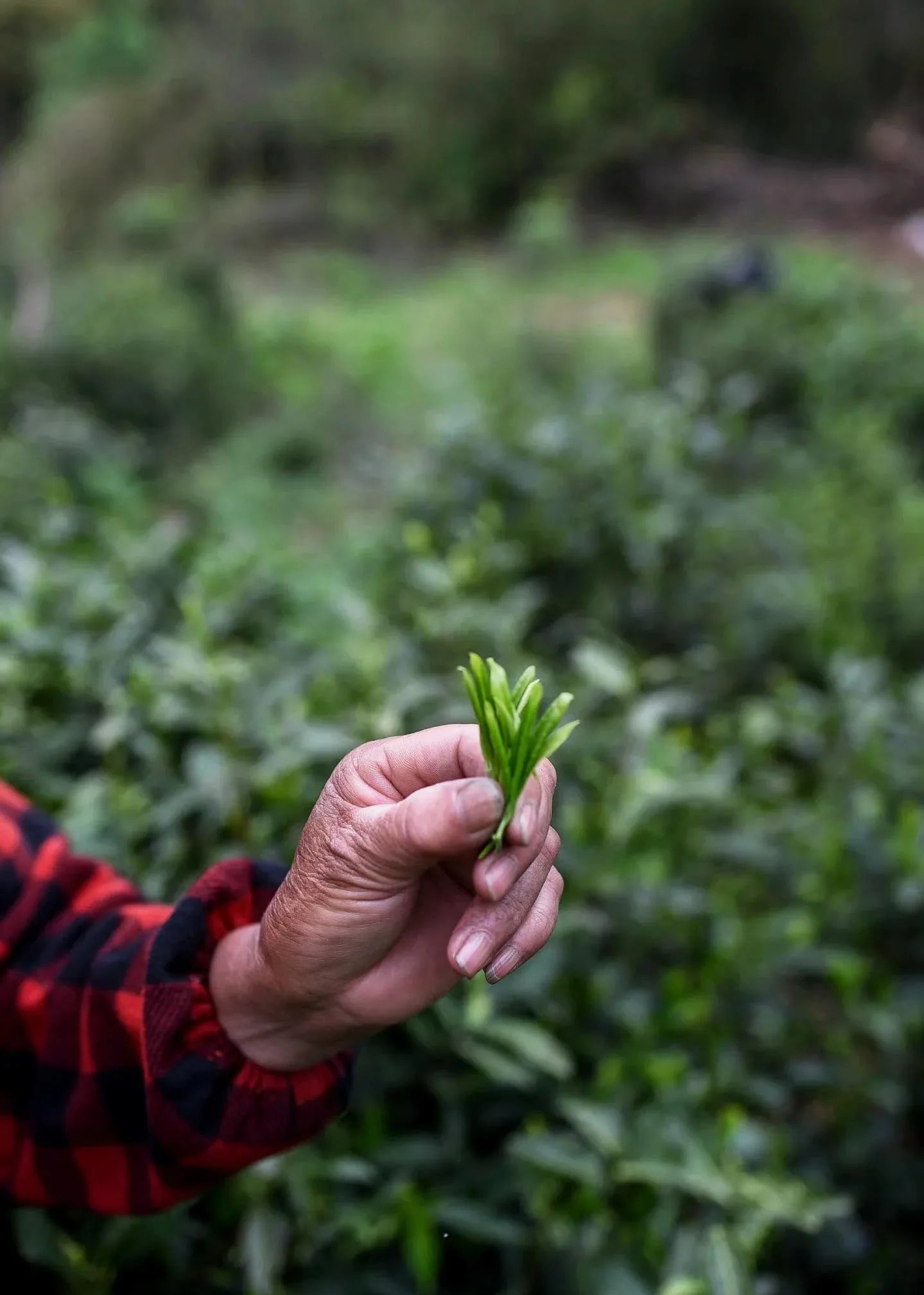 yournoema_teeernte_korb_mit_frischtblaettern - Noema